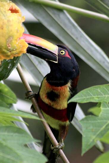 A colorful toucan with a large, vibrant beak is perched on a branch, eating fruit amidst lush green leaves in a tropical forest setting.