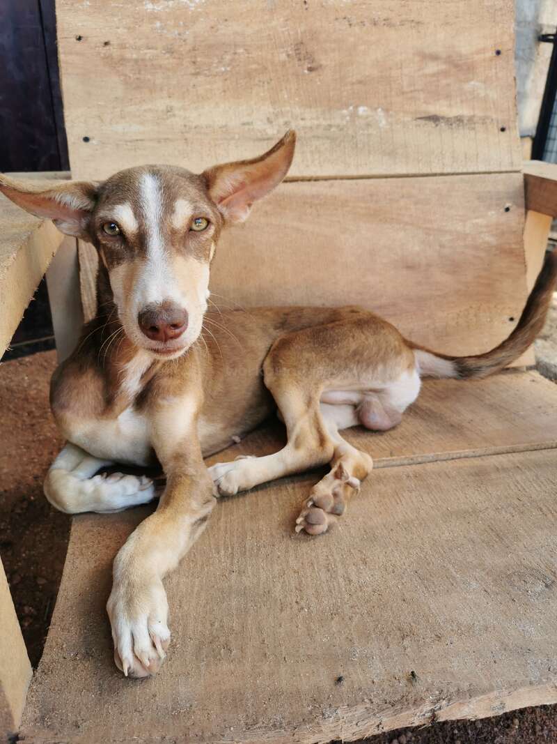 Ein braun-weißer Hund mit großen Ohren chillt gemütlich auf einer rauen Holzbank und guckt mit seinen sanften, ausdrucksstarken Augen ganz ruhig in die Kamera.