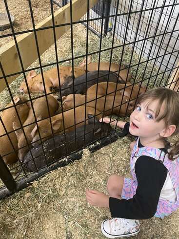 A young girl crouches by a pen, admiring several piglets lying on hay. The piglets are mostly brown with a couple of dark ones.
