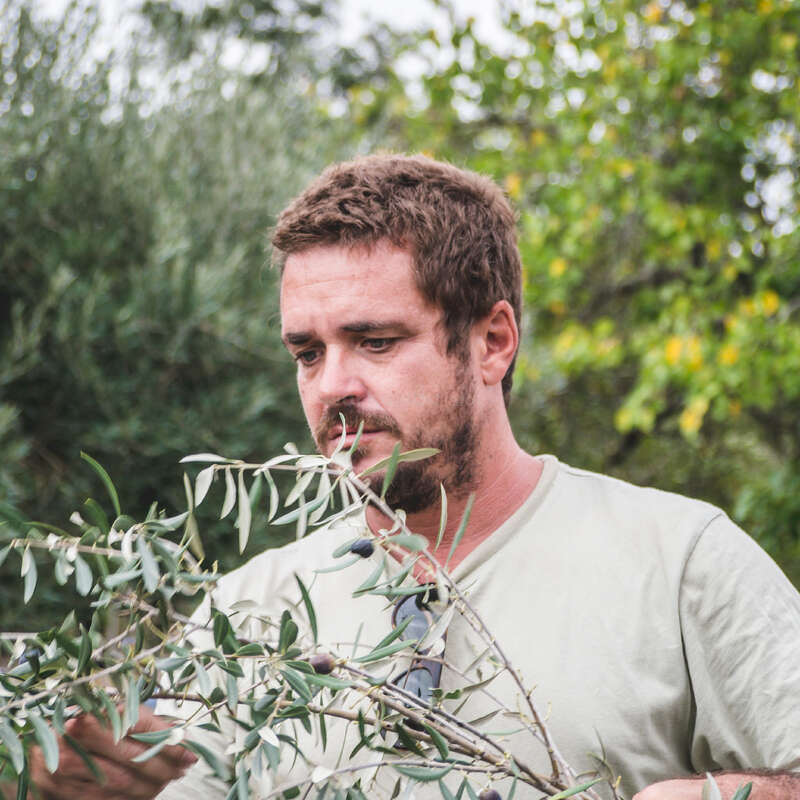 A imagem mostra um homem ao ar livre, segurando um ramo de oliveira com folhas e azeitonas, vestindo uma camiseta de cor clara, com árvores e uma linha de transmissão de energia visíveis ao fundo.