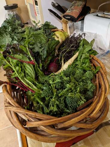 Un panier tressé débordant de légumes frais du jardin — chou frisé, légumes verts à feuilles, broccolini, betteraves, persil et panais — est posé sur le comptoir de la cuisine, à côté des couteaux et des appareils électroménagers.