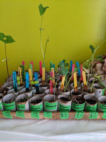 Cette image montre des semis poussant dans des tubes en carton recyclé, étiquetés avec des bâtonnets de glace colorés et du ruban adhésif vert, contre un mur vert vif. Diverses herbes et plantes.