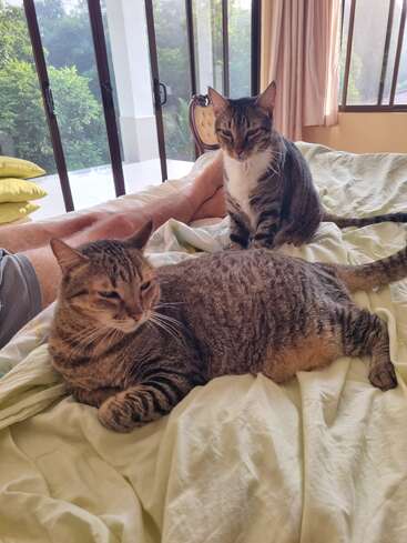 Zwei getigerte Katzen machen es sich auf einem Bett in der Nähe der Beine einer Person gemütlich. Sonnenlicht strömt durch große Fenster und taucht einen ruhigen, gemütlichen Raum mit grüner Landschaft draußen in Licht.