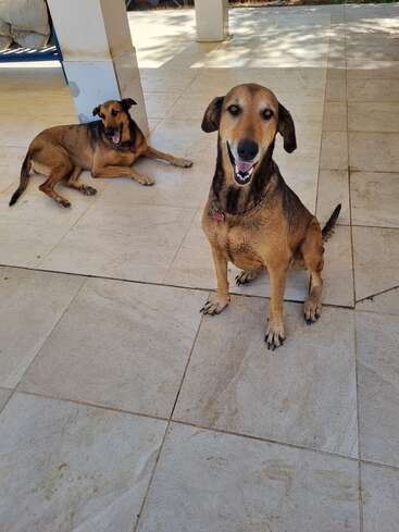 Zwei glückliche braune Hunde sitzen auf einer gefliesten Terrasse. Der eine sitzt da und lächelt in die Kamera, während der andere liegt – beide sehen zufrieden aus.