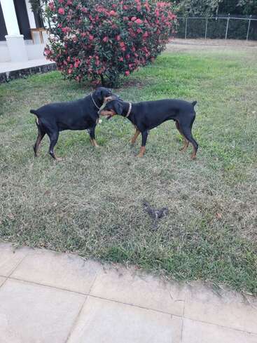 Zwei Dobermann-Hunde spielen ausgelassen auf einer Rasenfläche in der Nähe eines blühenden Strauchs, im Hintergrund sind ein Haus und eine Terrasse zu sehen. In der Nähe liegt etwas Hundekot.