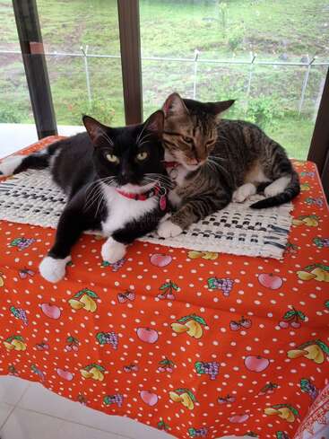 Zwei entzückende Katzen, eine schwarz-weiß, die andere getigert, kuscheln sich auf einer bunten Tischdecke mit Fruchtmuster zusammen und genießen die gemeinsame Zeit an einem hellen Fenster.