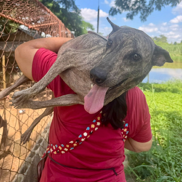 A happy, brindle-colored dog is playfully being carried over a person's shoulder outdoors. The person wears a red shirt with a colorful strap.