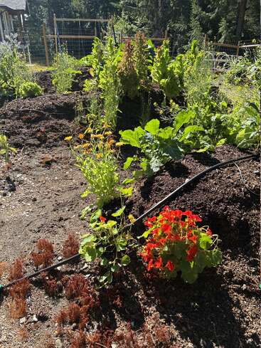 A vibrant vegetable and flower garden with green leafy plants, yellow and orange flowers, red blooming nasturtiums, soil mounds, drip irrigation, and forested background in sunlight.