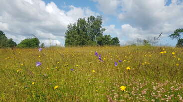 Eine leuchtende Wiese mit gelben und violetten Wildblumen, hohen Gräsern, die sich unter einem strahlend blauen Himmel mit flauschigen Wolken wiegen, und grünen Bäumen im Hintergrund.