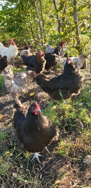 Eine Gruppe farbenfroher Hühner läuft im Sonnenlicht auf einer Wiese umher, umgeben von grünen Bäumen und Blättern, und sieht neugierig und lebendig aus.