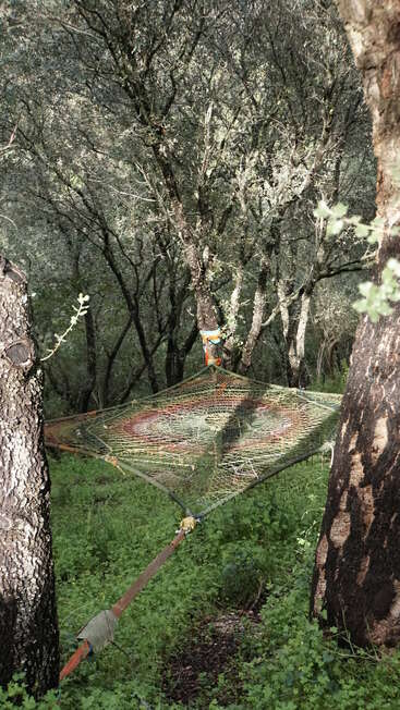 Uma rede quadrada está pendurada entre as árvores de uma floresta densa e verdejante. A luz do sol penetra pela folhagem, criando um cenário tranquilo e cheio de aventura na floresta.