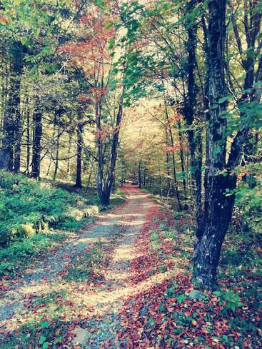 Das Bild zeigt eine ruhige Waldszene mit einem gewundenen Feldweg, der von Bäumen und Laub umgeben ist, mit gefallenen Blättern auf dem Boden und leuchtenden Herbstfarben.