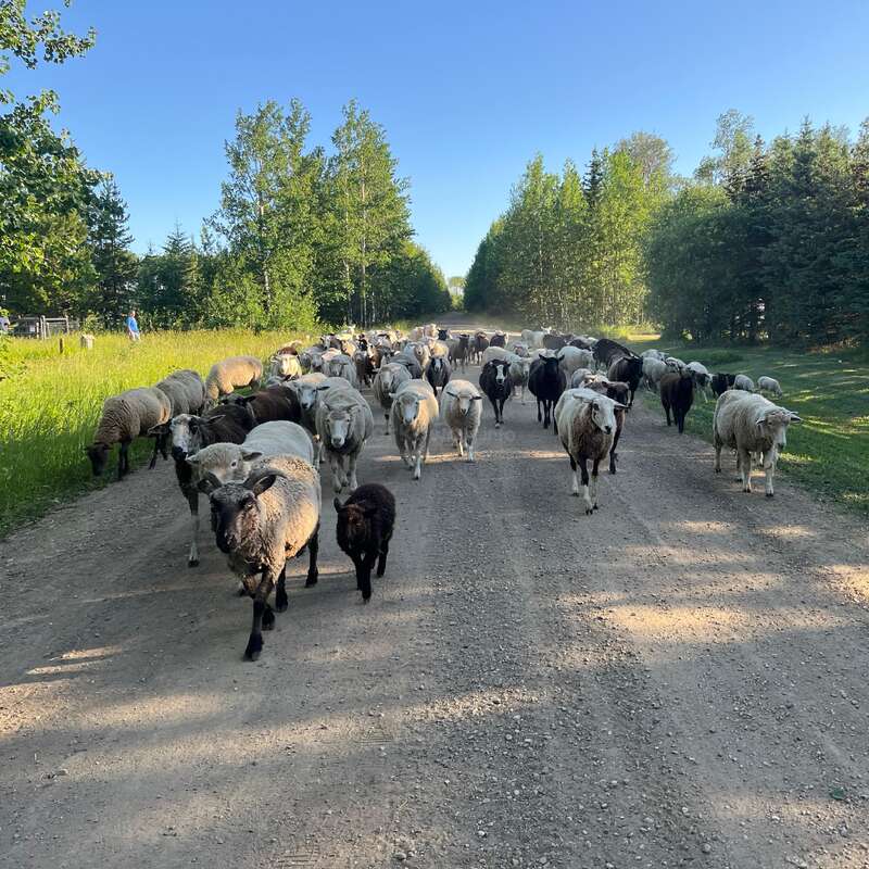 Un grand troupeau de moutons, blancs et noirs, marche le long d'un chemin de terre entouré d'arbres verts par une journée ensoleillée et claire, sous un ciel bleu.
