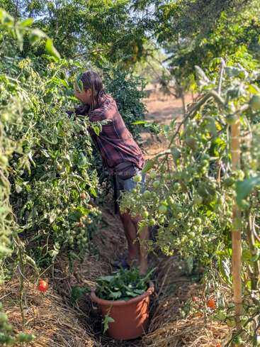 A person stands in a lush garden, harvesting tomatoes from green plants. A bucket filled with leaves rests on straw-covered ground under the sunny trees.