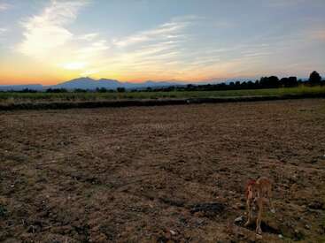 Um cachorro está em um campo arado ao pôr do sol. O céu brilha calorosamente atrás das montanhas distantes, com campos verdes e árvores ao longo do horizonte. Cena tranquila.