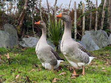 Deux oies grises au bec orange se tiennent sur l'herbe verte. Derrière elles, une clôture rustique en bois et des rochers créent un cadre naturel et paisible, digne d'un jardin.