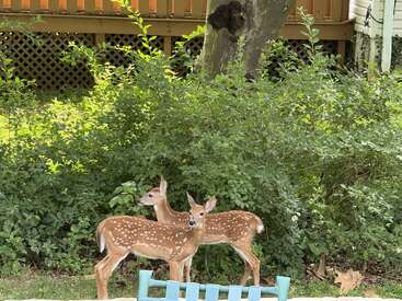 Dos adorables cervatillos con manchas blancas permanecen juntos en un exuberante patio verde, cerca de arbustos y un árbol, con un porche de madera al fondo.