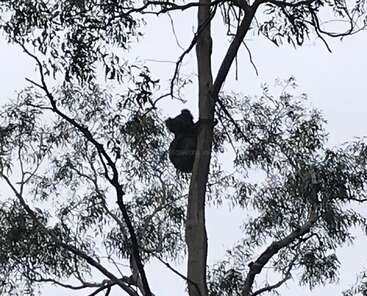 L'image représente un koala perché sur une branche d'arbre, entouré de feuilles, avec un ciel gris visible en arrière-plan. Le koala est tourné vers l'arrière de l'appareil photo.