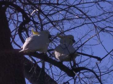L'image représente deux cacatoès blancs perchés sur une branche d'arbre, avec en arrière-plan des branches nues et un ciel bleu clair.