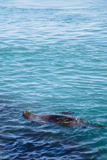 L'image représente un lion de mer nageant dans l'océan, la tête hors de l'eau, avec un corps gris foncé et un visage gris plus clair, entouré d'une eau bleu-vert ondulante.