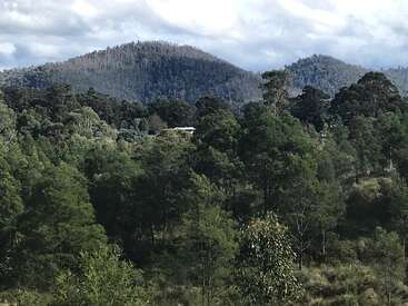 L'image représente un paysage serein composé d'une forêt dense avec des arbres et des buissons, avec en toile de fond deux collines lointaines sous un ciel nuageux.