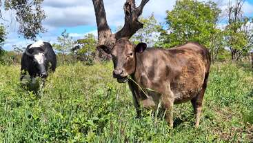 Deux vaches se tiennent dans un champ verdoyant entouré d'herbes hautes, d'arbres et d'un ciel bleu. L'une des vaches est en train de manger, toutes deux semblent détendues.