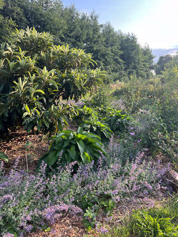 Um jardim exuberante repleto de folhagens verdes, flores roxas desabrochando e árvores altas e frondosas ao fundo, sob um céu azul brilhante e ensolarado. Cena tranquila.