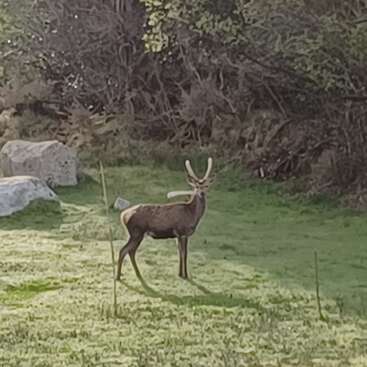 Das Bild zeigt einen Hirsch, der auf einer Wiese steht. Im Hintergrund sind Bäume und Felsen zu sehen, was auf eine natürliche Umgebung hindeutet.