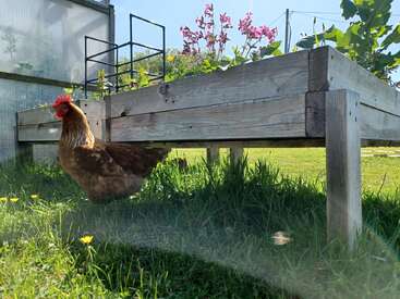 A brown chicken stands in the shade beneath a wooden raised garden bed, surrounded by green grass and blooming pink flowers on a sunny day.