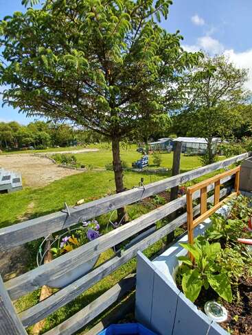 A sunny garden scene with a wooden fence, potted flowers, leafy plants, and a large tree. Green fields and sheds are visible in the background. Peaceful atmosphere.