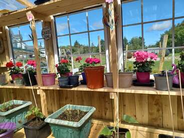 Bright greenhouse interior with potted flowering plants on wooden shelves, large windows revealing a sunny outdoor scene, and lush green sprouts in rectangular planters below.