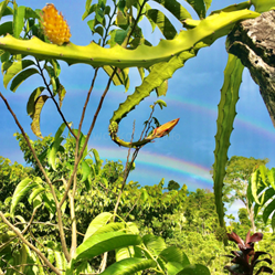 This image collage features tropical plants, including pineapples and dragon fruit, and a colorful variety of flowers, all set in a vibrant, lush outdoor environment.