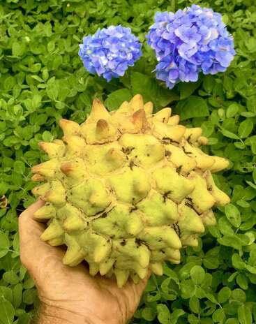 Une main tient un gros fruit vert hérissé sur un fond de feuilles vertes. Deux grappes de fleurs d'hortensia bleu vif s'épanouissent au-dessus.
