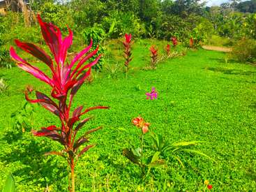 Cette scène de jardin vibrante présente une herbe verte luxuriante, des plantes tropicales d'un rouge et d'un rose saisissants, des fleurs éparses et une verdure dense en arrière-plan éclairé par le soleil.