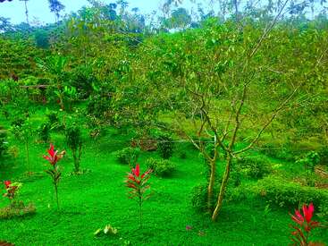 Un jardin luxuriant, d'un vert éclatant, rempli d'arbres, de buissons et de plantes rouge vif, avec en toile de fond une forêt dense et des collines ondulantes. Une nature paisible.