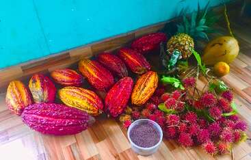 L'image montre un assortiment coloré de fruits tropicaux, dont des cabosses de cacao, du ramboutan, de l'ananas, de la noix de coco, un fruit jaune et un récipient contenant des graines moulues.