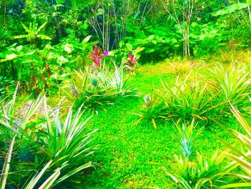Cette image montre un jardin tropical verdoyant avec plusieurs plants d'ananas, un feuillage vibrant et quelques plantes ornementales colorées rouge-violet disséminées un peu partout.