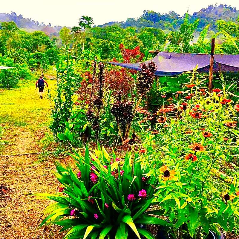 La imagen representa un jardín sereno con flores vibrantes y exuberante vegetación, en el que aparece una persona caminando por un sendero a lo lejos, en el marco de un paisaje pintoresco.