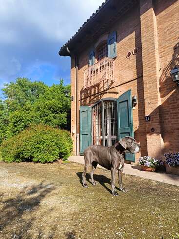 Un perro grande y gris se mantiene alerta frente a una casa rústica de ladrillo con puertas y contraventanas verdes, rodeada de arbustos y flores en un día soleado.