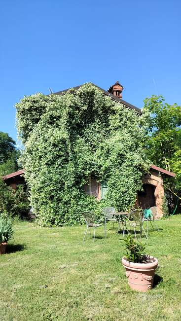 Une maison en briques presque entièrement recouverte de vignes fleuries, verdoyantes et luxuriantes. Des meubles de jardin en métal sont disposés sur la pelouse sous un ciel d'un bleu éclatant, créant une ambiance chaleureuse.