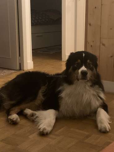 A fluffy black, white, and brown dog is lying on a wooden floor indoors, near doorways and cozy rooms, calmly looking straight at the camera.
