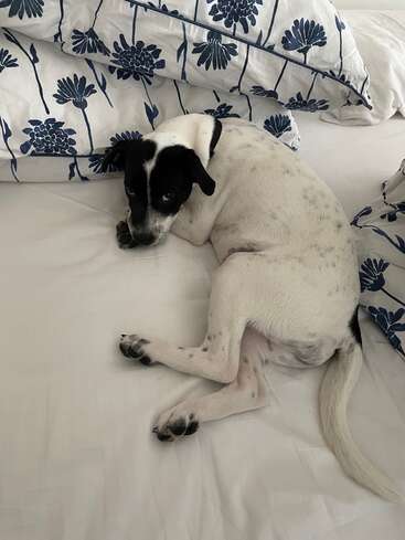 A imagem mostra um cachorro preto e branco enrolado em uma cama com lençóis brancos e travesseiros azuis com estampa floral, olhando diretamente para a câmera.