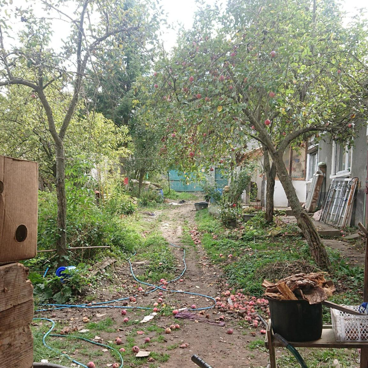 Ein rustikaler Garten mit Apfelbäumen, auf dem Boden verstreuten Äpfeln, einem Feldweg, Gartenschläuchen, viel Grün und einem Haus mit Holz- und Metallgegenständen in der Nähe.