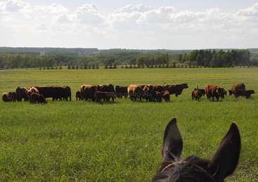 La imagen representa un paisaje sereno con un rebaño de vacas pastando en un frondoso campo verde, con las orejas de un caballo visibles en primer plano.