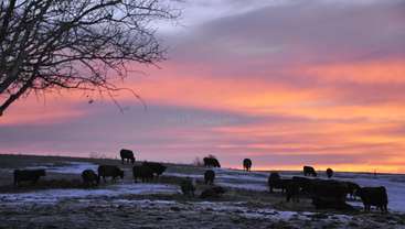 La imagen representa una serena escena de un rebaño de vacas pastando en un campo, con algunos árboles dispersos, sobre un fondo de colinas onduladas y un cielo azul despejado.
