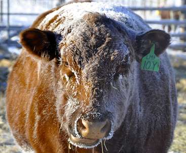 La imagen muestra una vaca marrón con una etiqueta verde en la oreja, cubierta de nieve y escarcha, de pie en una zona vallada, probablemente una granja o un pasto.