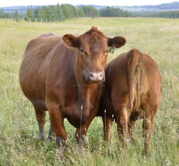 La imagen representa una serena escena de una vaca y un ternero juntos en un frondoso campo de hierba alta, con árboles visibles a lo lejos.