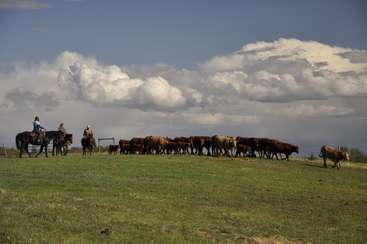 La imagen muestra a un grupo de personas arreando ganado, con algunos individuos montando a caballo y otros caminando junto a los animales. La escena parece estar ambientada en una zona rural.