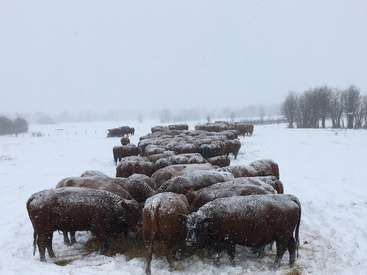 La imagen muestra un rebaño de vacas marrones de pie en un campo nevado, con algunas vacas de espaldas a la cámara y otras de frente.