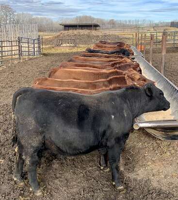 A group of cows lined up at a long metal feed trough, eating grain in a muddy fenced enclosure, with a rural farm landscape in the background.